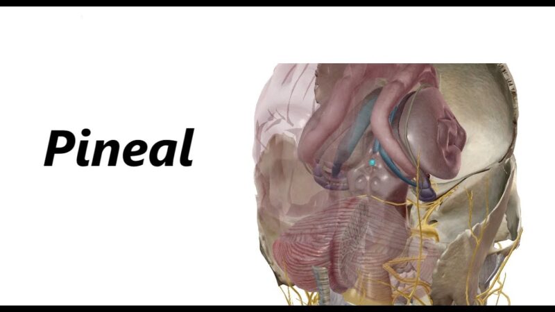 Pineal em 3D – Como É a Glândula Pineal?